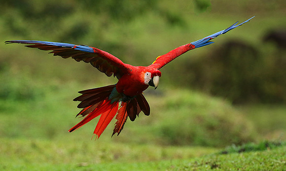 Scarlet macaw