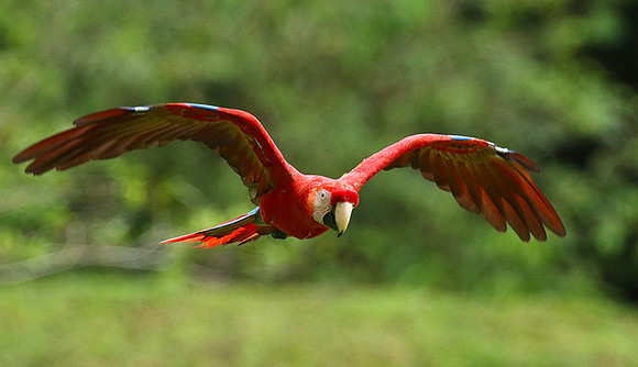 Macaw - ara