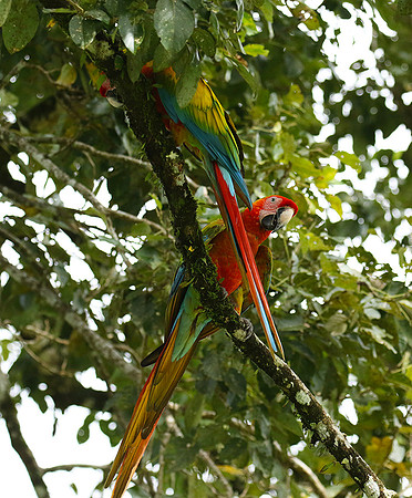 Macaw - ara
