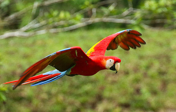 Macaw - ara