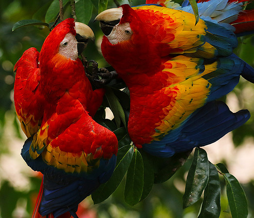 Scarlat macaw