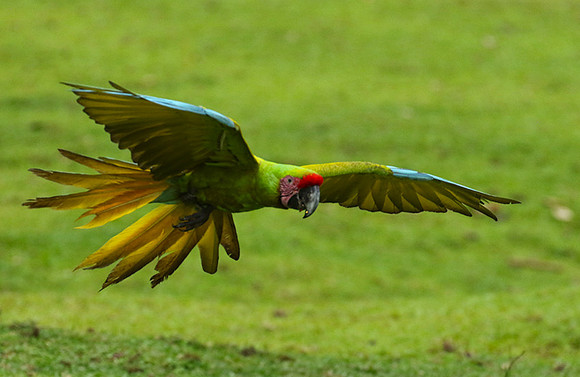 Macaw - ara