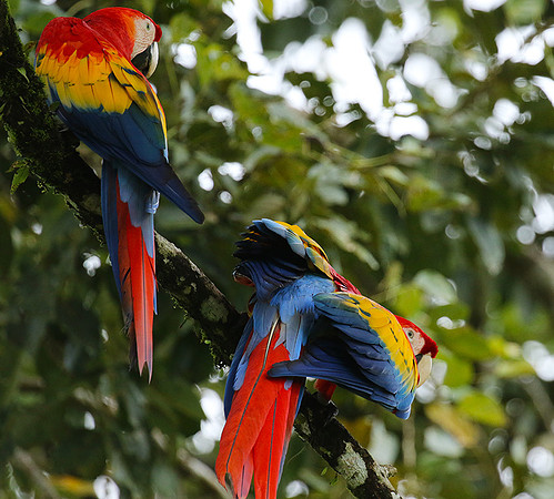 Macaw - ara