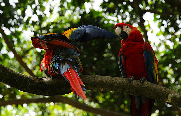 Macaw - ara