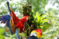Macaws