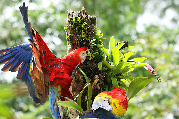 Scarlet macaw