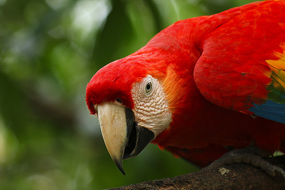 Scarlet macaw