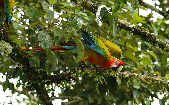 Macaw - ara