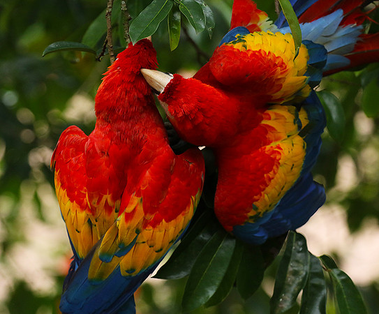Scarlat macaw