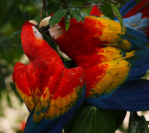 Scarlat macaw
