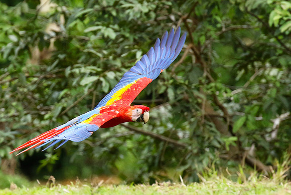 Macaw - ara