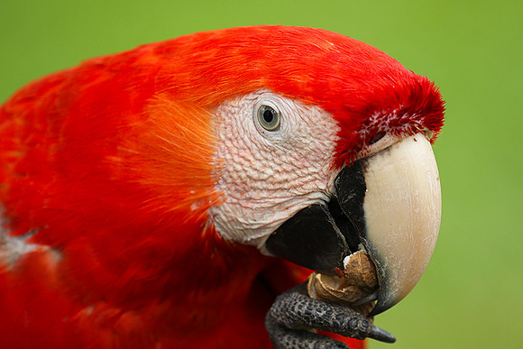 Macaw - ara