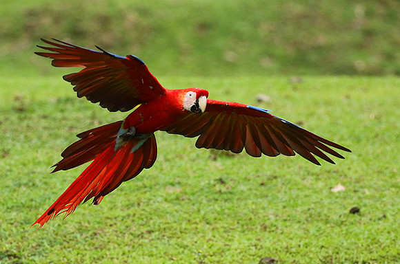 Scarlet macaw