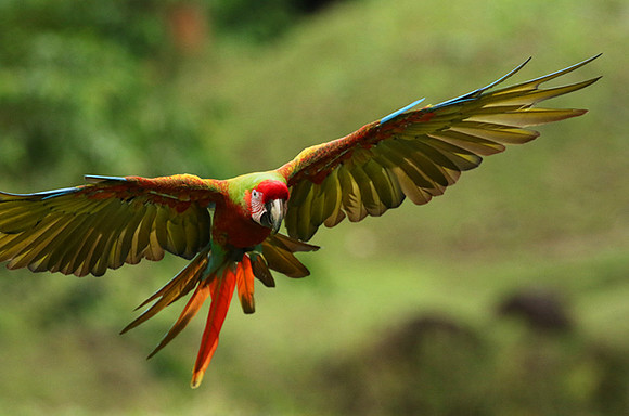 Great green macaw