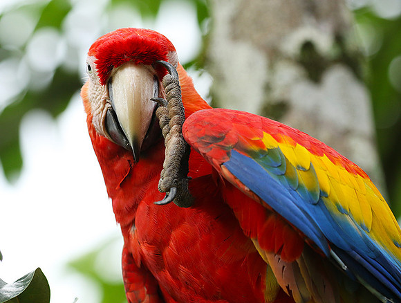 Macaw - ara