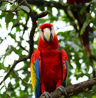 Macaw - ara