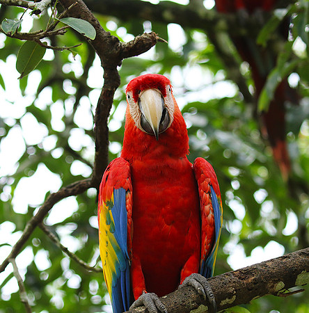 Macaw - ara