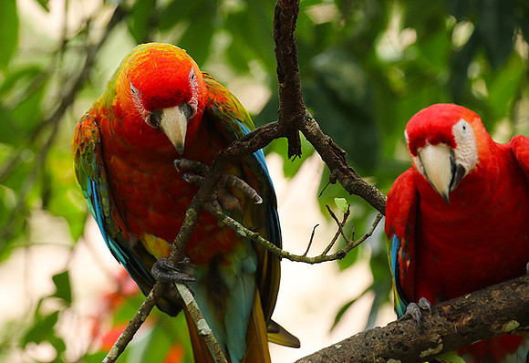 Macaw - ara