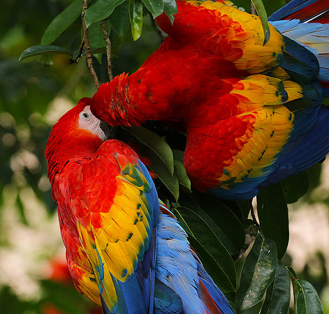 Scarlat macaw
