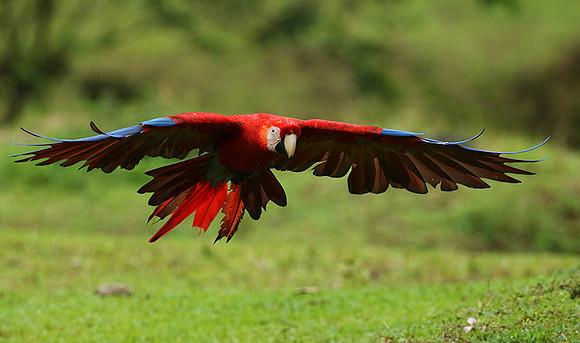 Scarlet macaw