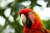 Macaw - ara