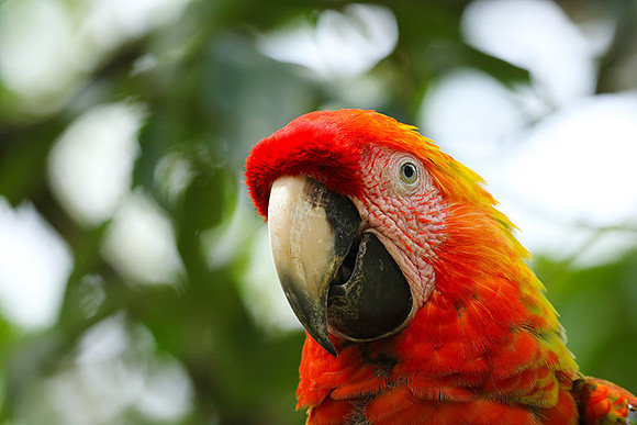 Macaw - ara
