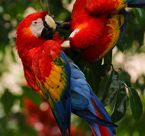 Scarlat macaw