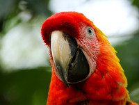 Macaw - ara