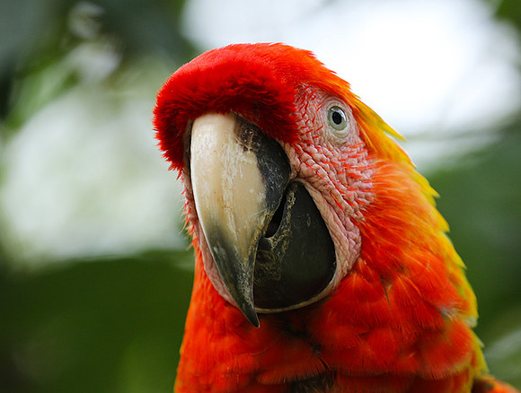 Macaw - ara
