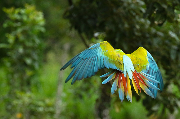 Green macaw