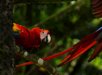 Macaw - ara