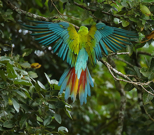 Green macaw
