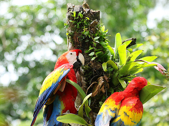 Scarlet macaw