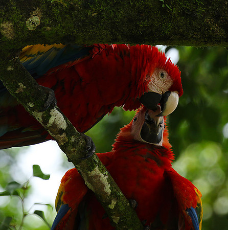 Macaw - ara