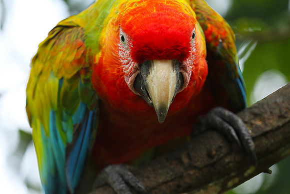 Macaw - ara