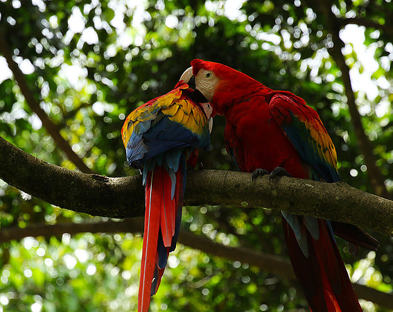 Macaw - ara