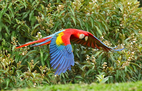 Macaw - ara
