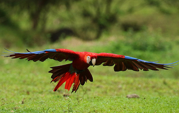 Scarlet macaw