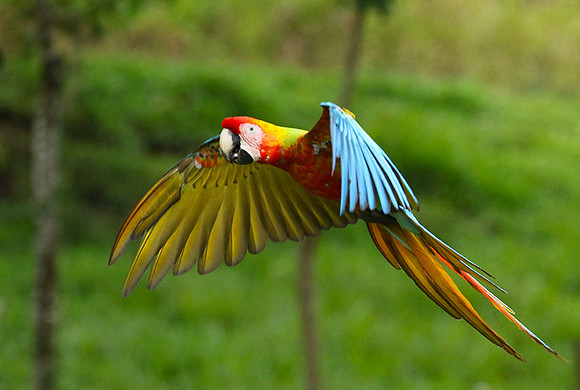 Macaw - ara