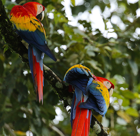 Macaw - ara