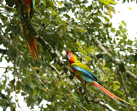 Macaw - ara