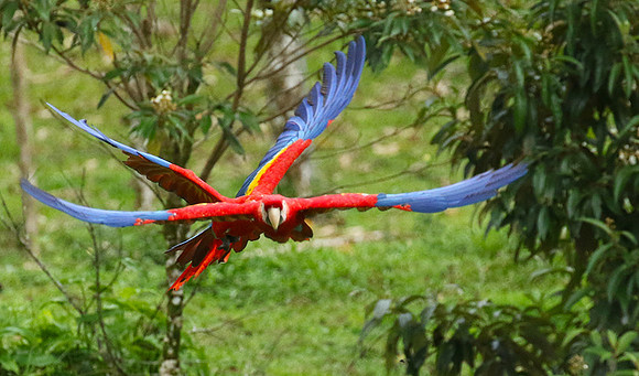 Macaw - ara