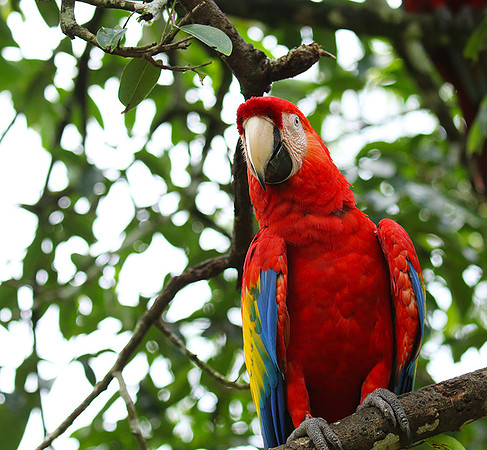 Macaw - ara