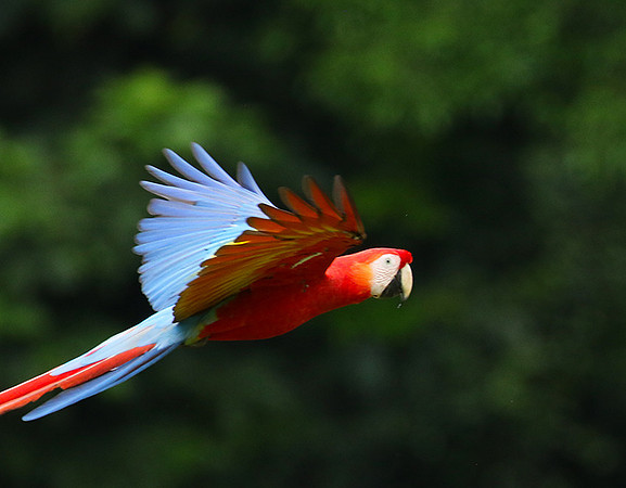 Scarlet macaw