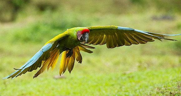 Macaw - ara