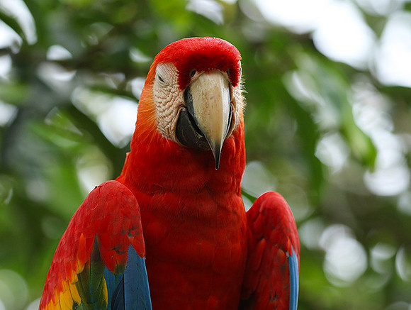 Macaw - ara