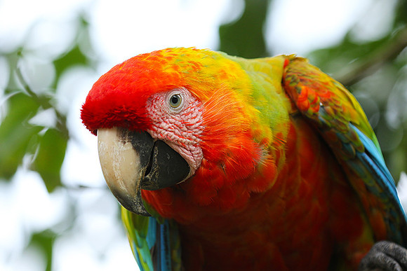 Macaw - ara