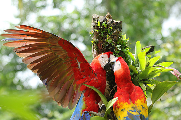 Scarlet macaw