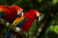 Macaw - ara
