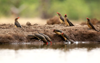 Oxpeckers - Mashatu game reserve